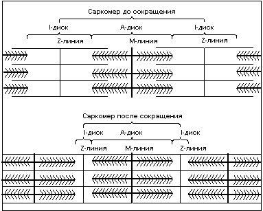 Механизм сокращения мышечного волокна: саркомер до и после сокращения.