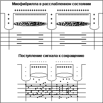 Механизм сокращения мышечного волокна: миофибрилла в расслабленном состоянии; поступление сигнала к сокращению.