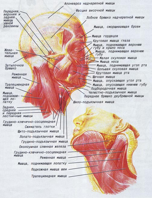 Рис. 1. Поверхностные мышцы переднего отдела шеи.