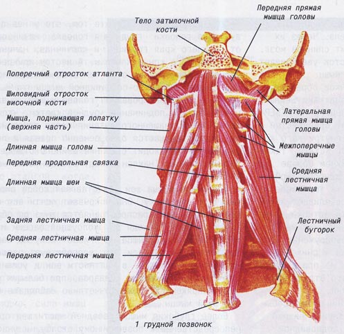 Рис. 2. Глубокие мышцы переднего отдела шеи.