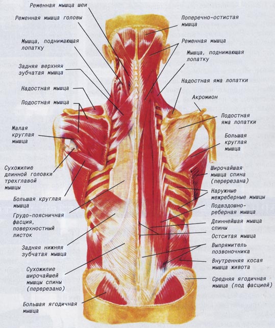 Рис. 4. Мышцы спины и заднего отдела шеи.